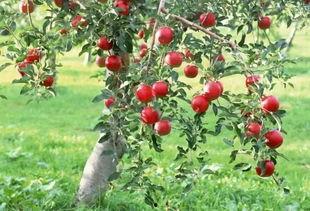 刘全保果树技术视频,揭秘高效果农的种植秘诀